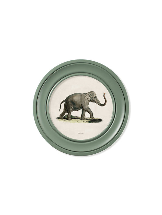 Buy c.1846 Elephants in Round Frame Green framed print UK
