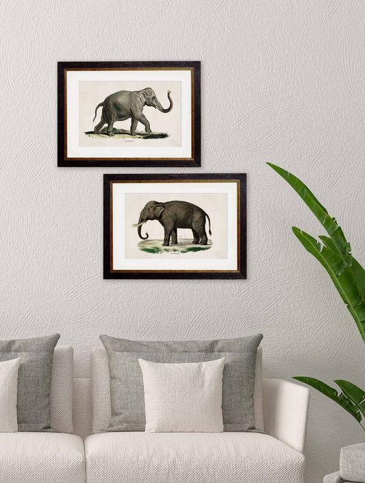 Buy c.1846 Elephants unframed giclée fine art print UK