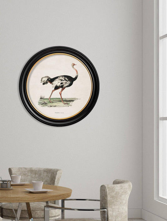 Buy c.1846 Ostrich Illustration in Sustainable Oxford Round Frame