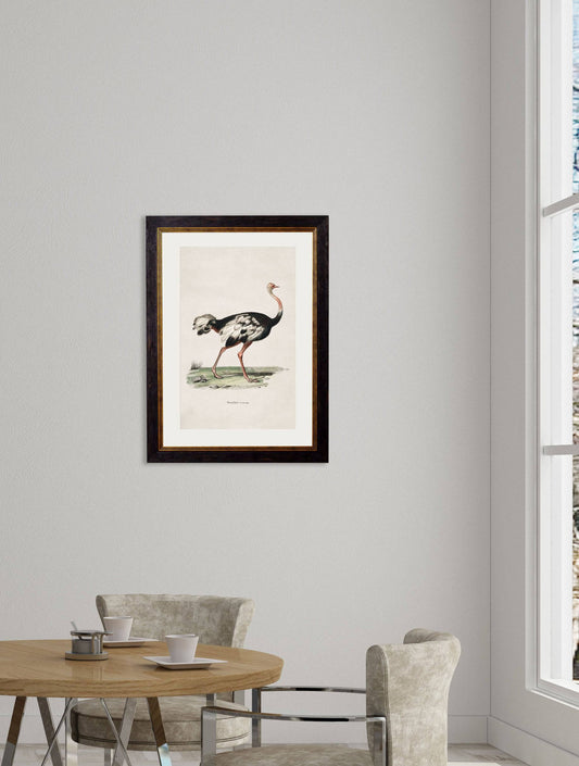 Buy c.1846 Ostrich Illustration in Sustainable Oxford Slim Wood Frame