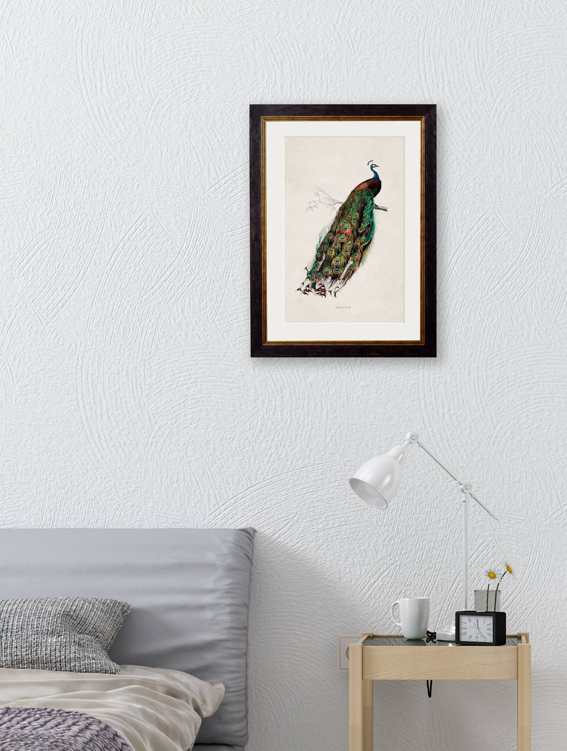 Buy c.1847 Peacock Illustration in Sustainable Wood Oxford Slim Frame