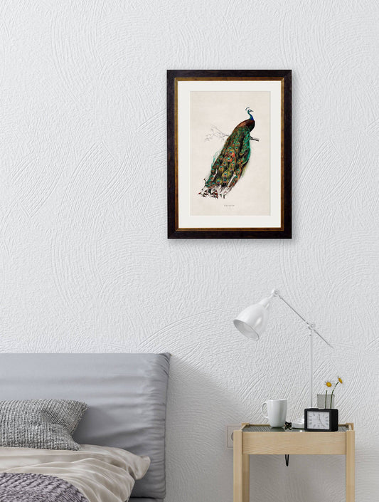 Buy c.1847 Peacock Illustration in Sustainable Wood Oxford Slim Frame