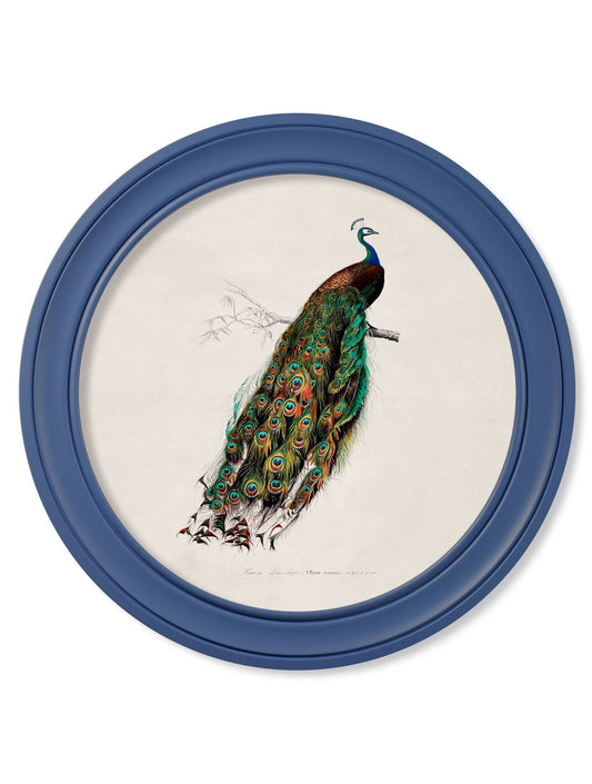 Buy c.1847 Peacocks in Round Frames Light Blue print UK