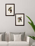 Buy c.1848 Channel Billed Toucan Illustration in Oxford Slim Frame
