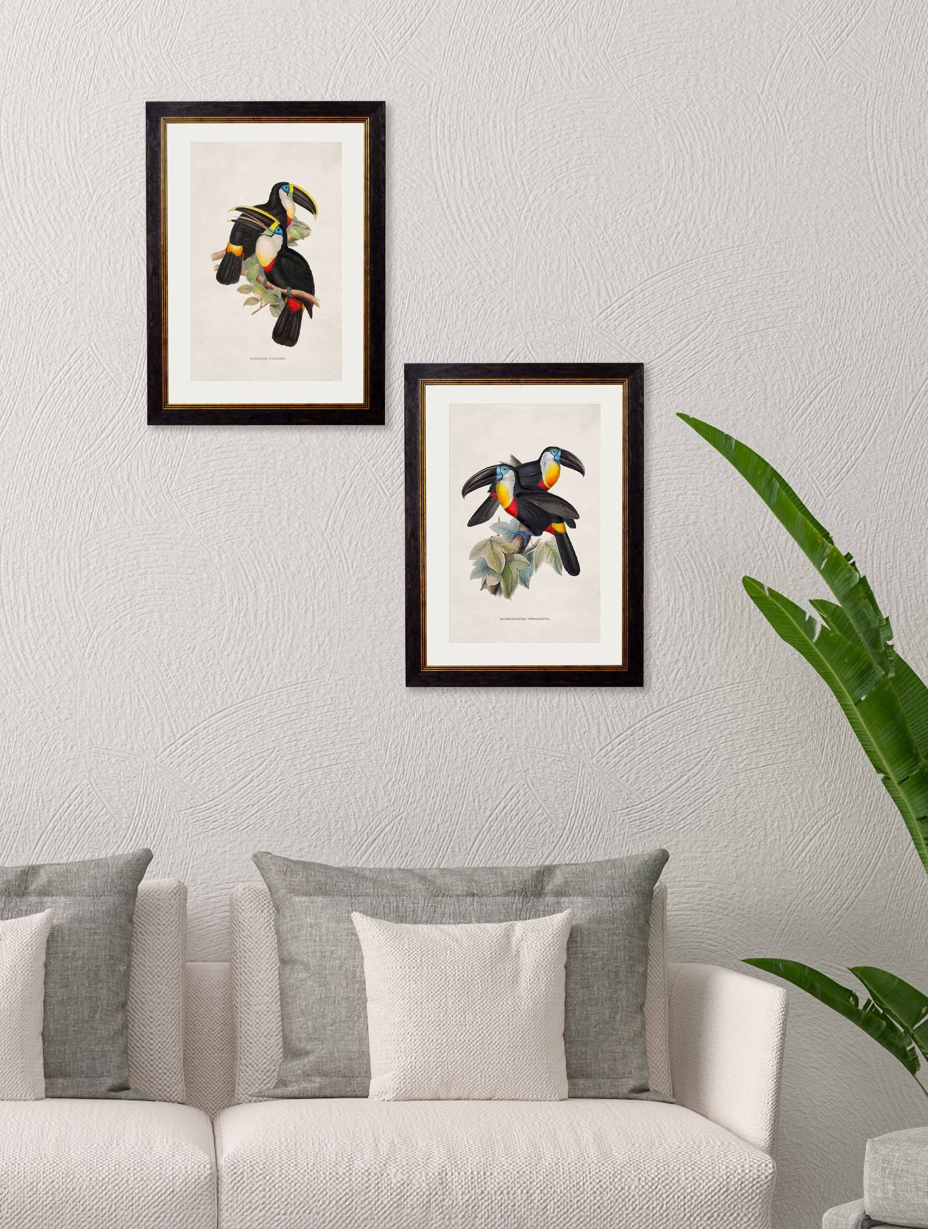 Buy c.1848 Channel Billed Toucan Illustration in Oxford Slim Frame