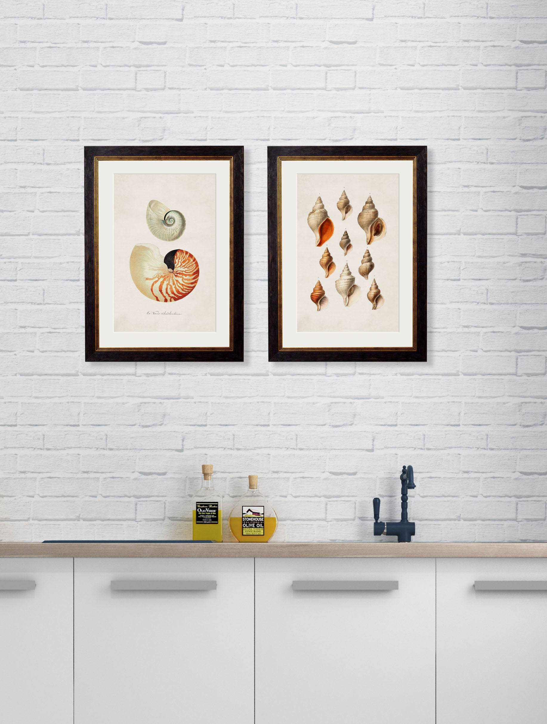 Buy c.1848 Seashell Illustration Prints in Sustainable Wood Oxford Frames