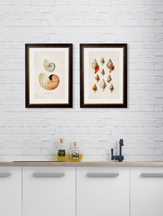 Buy c.1848 Seashell Illustration Prints in Sustainable Wood Oxford Frames