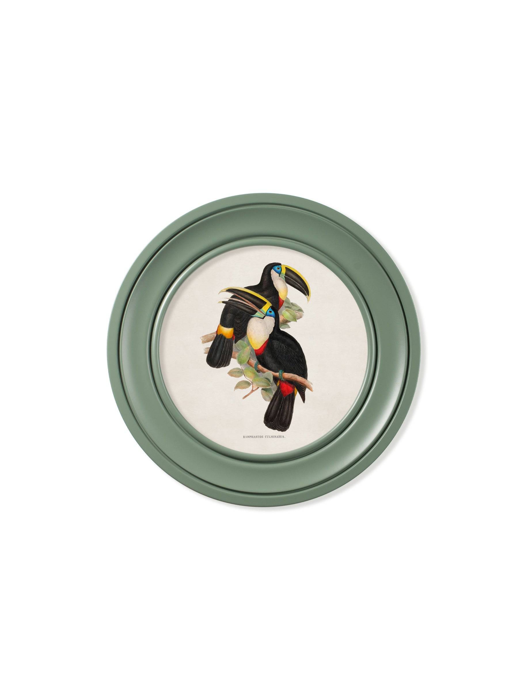Buy c.1848 Toucans Round Frames Green framed bird print UK
