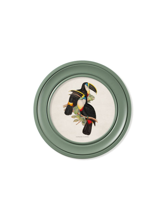 Buy c.1848 Toucans Round Frames Green framed bird print UK

