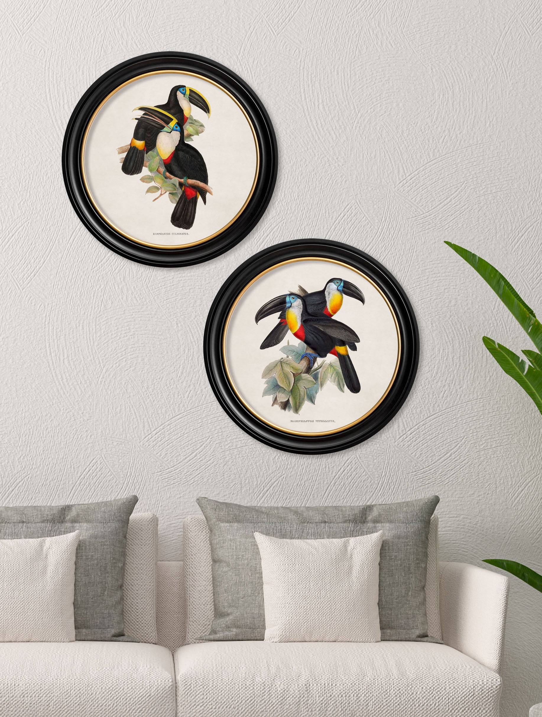 Buy c.1848 Yellow Ridged Toucans in Sustainable Oxford Round Frame