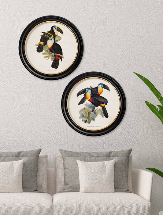 Buy c.1848 Yellow Ridged Toucans in Sustainable Oxford Round Frame