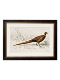 Buy c.1850's Pheasant British Natural History Art Print in Sustainable Wood Frame