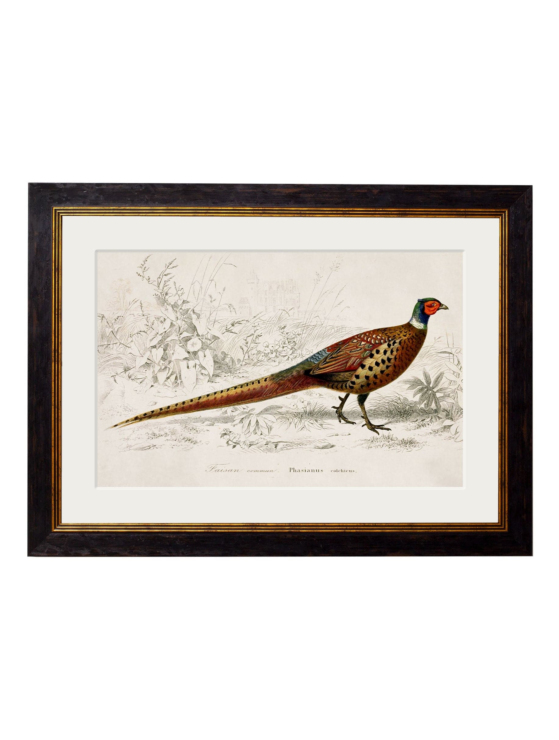 Buy c.1850's Pheasant British Natural History Art Print in Sustainable Wood Frame