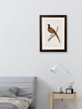 Buy c.1850's Pheasant Framed Vintage Bird Print in Sustainable Oxford Wood