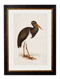 Buy c.1850s Purple Heron Illustration in Oxford Slim Sustainable Frame