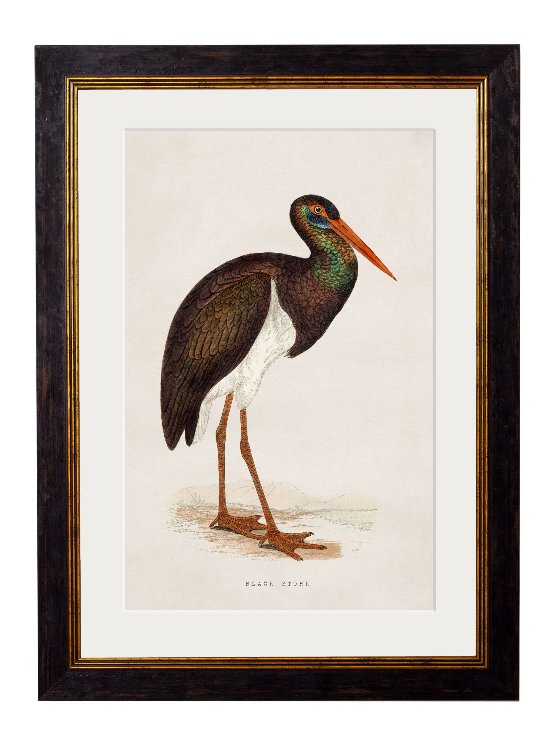 Buy c.1850s Purple Heron Illustration in Oxford Slim Sustainable Frame
