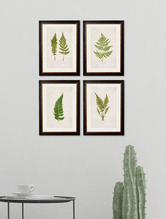 Buy c.1864 Asplenium marinum Botanical Illustration in Oxford Slim Frame