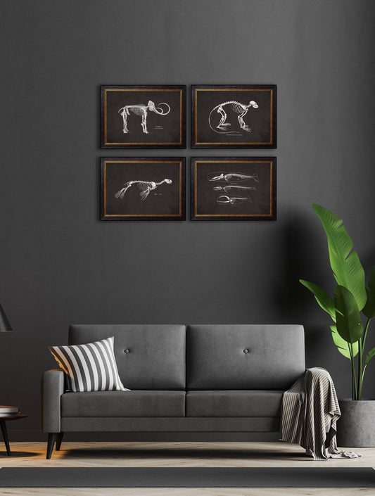 Buy c.1870 Anatomical Skeletons Dark framed print UK
