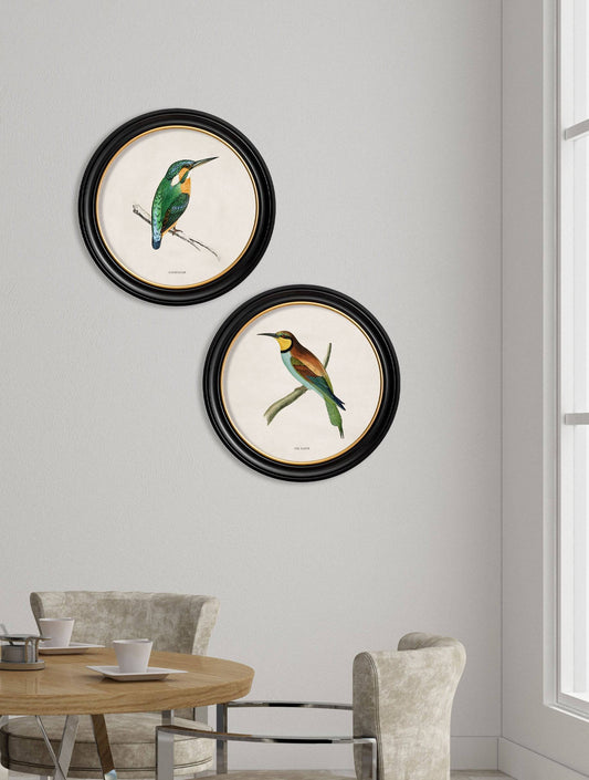 Buy c.1870 Kingfisher Illustration in Sustainable Oxford Round Wood Frame