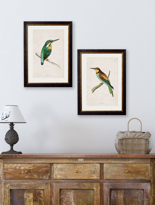 Buy c.1870 Kingfisher Illustration in Sustainable Wood Oxford Slim Frame
