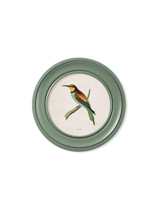 Buy c.1870 Kingfisher and Bee Eater Round Frame Green framed print UK
