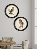Buy c.1870 Long-Eared Owl Illustration in Sustainable Oxford Round Frame