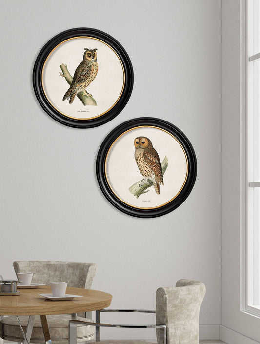 Buy c.1870 Long-Eared Owl Illustration in Sustainable Oxford Round Frame
