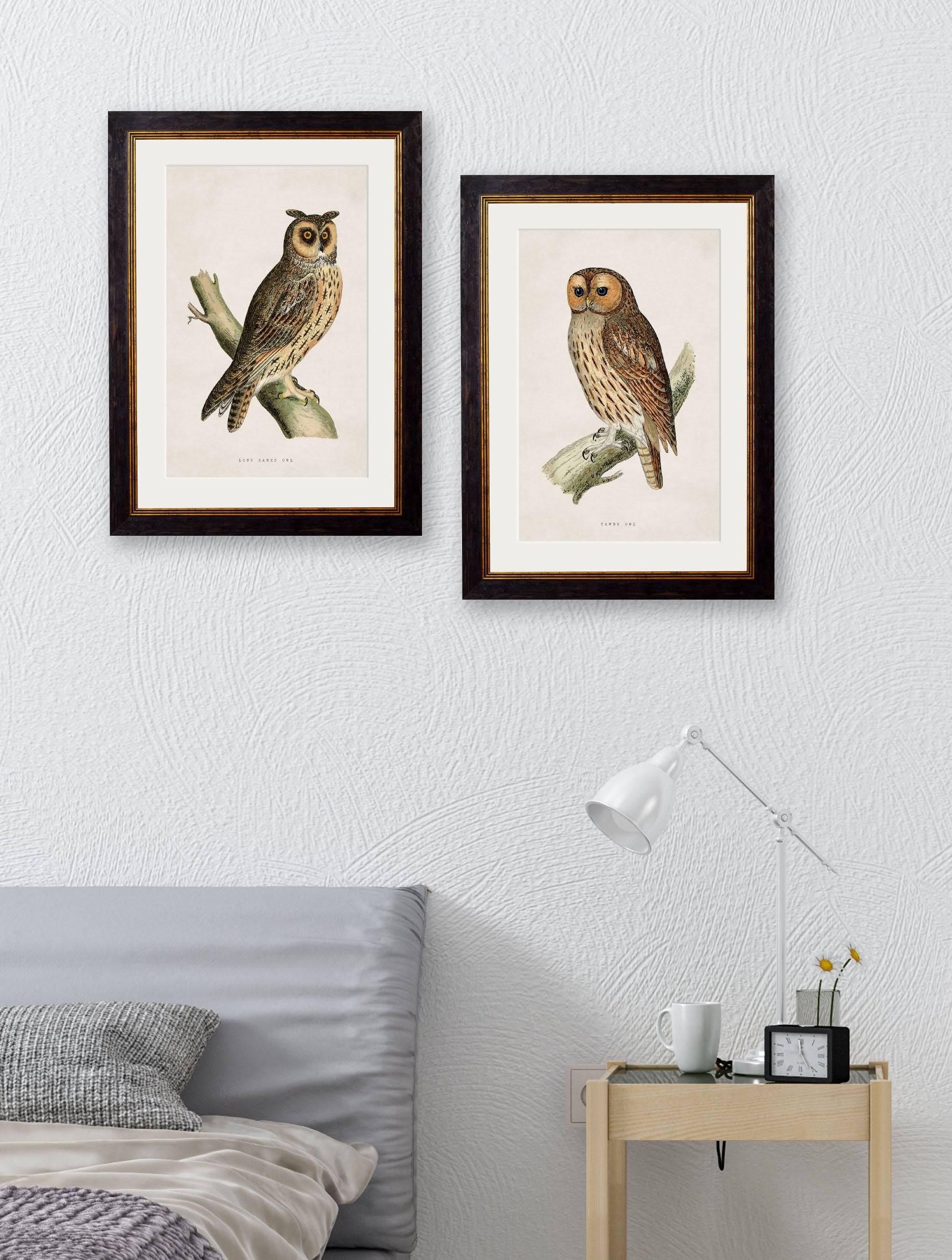 Buy c.1870 Long Eared Owl Illustration in Sustainable Wood Oxford Slim Frame