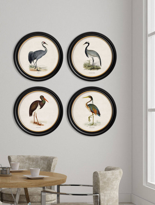 Buy c.1870 Numidian Crane Illustration in Sustainable Oxford Round Frame