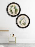 Buy c.1875 Cockatoos round framed art prints UK