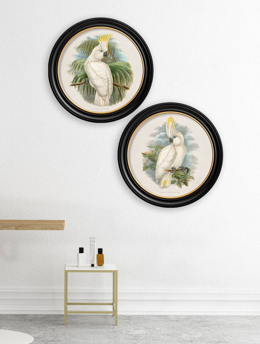 Buy c.1875 Cockatoos round framed art prints UK