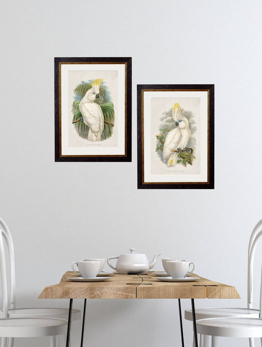 Buy c.1875 Cockatoos vintage bird art prints UK