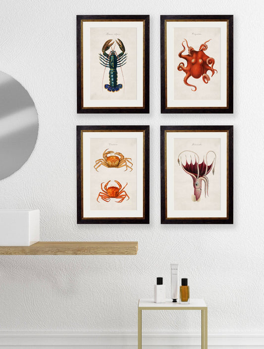 Buy c.1876 Marine Animal Natural History Prints in Sustainable Wood Frames