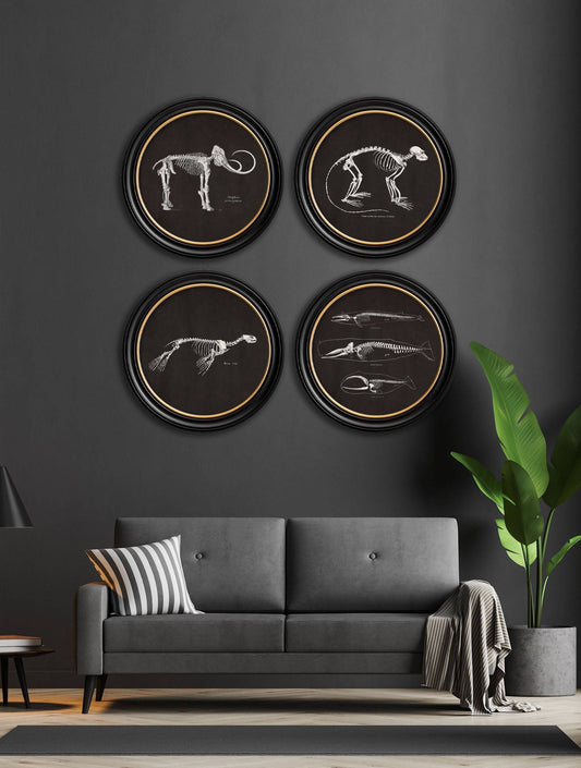 Buy c.1876 Whale Skeleton Vintage Print in Oxford Round Frame