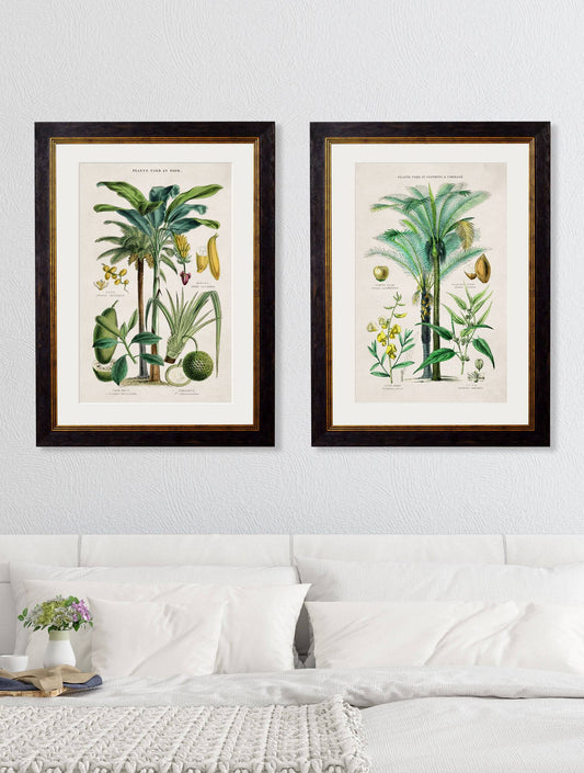 Buy c.1877 Plants Used as Food Illustration in Sustainable Wood Oxford Slim Frame