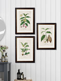 Buy c.1877 Tea Plant Botanical Illustration in Sustainable Wood Oxford Slim Frame