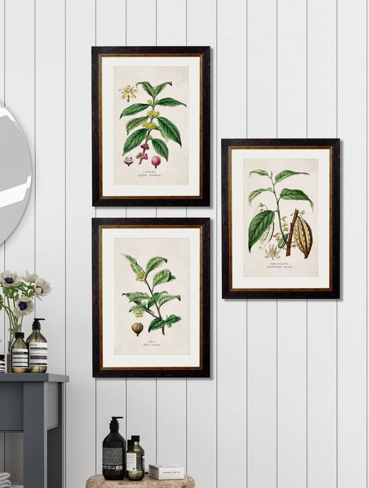 Buy c.1877 Tea Plant Botanical Illustration in Sustainable Wood Oxford Slim Frame