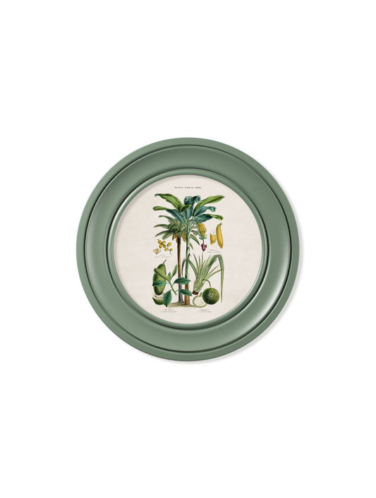 Buy c.1877 Tropical Plants Food and Clothing Round Frame Green online UK
