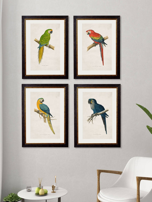 Buy c.1884 Blue and Yellow Macaw Illustration in Oxford Slim Frame