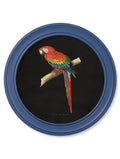 Buy c.1884 Collection of Macaws in Round Frames Blue set online