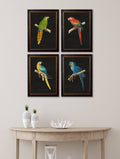 Buy c.1884 Macaws Dark Background framed prints UK Blythe Living
