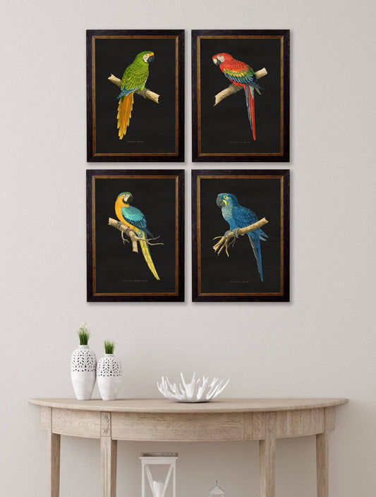 Buy c.1884 Macaws Dark Background framed prints UK Blythe Living
