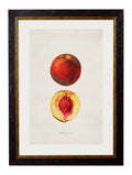 Buy c.1886 Fruit Watercolor Illustration in Oxford Slim Sustainable Frame