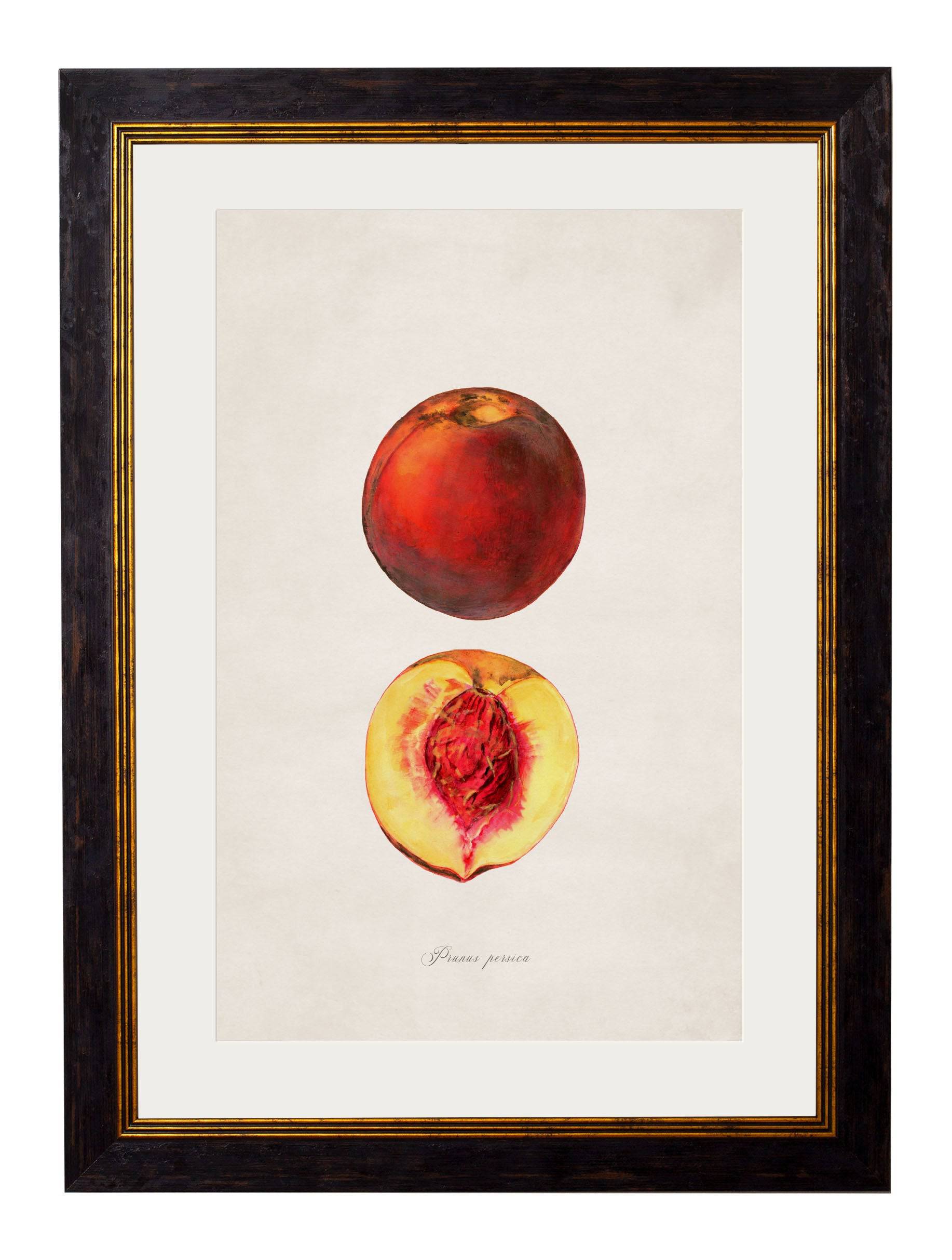 Buy c.1886 Fruit Watercolor Illustration in Oxford Slim Sustainable Frame