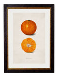Buy c.1886 Orange Watercolor Illustration in Oxford Slim Sustainable Frame
