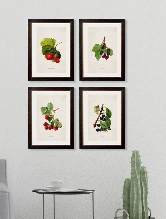 Buy c.1886 Strawberry Watercolor Illustration in Oxford Slim Frame