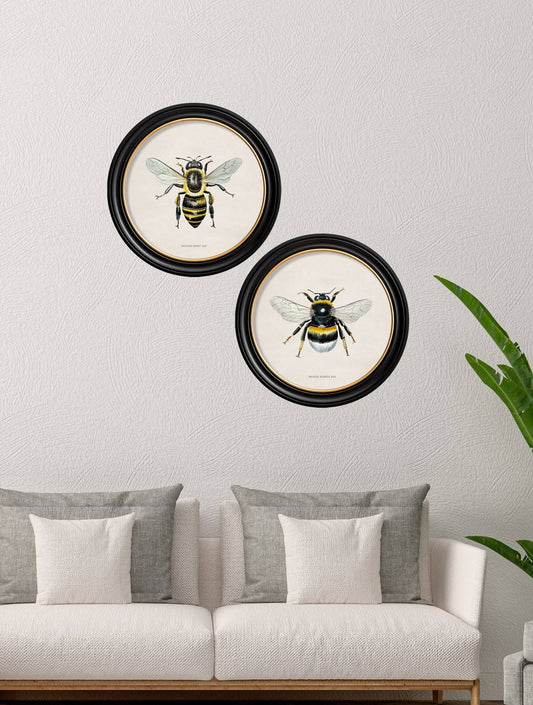 Buy c.1892 British Bees round framed art prints UK