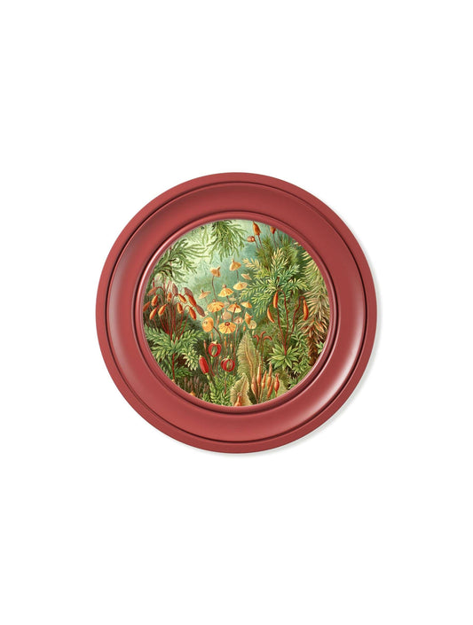 Buy c.1904 Haeckel Flora and Fauna Round Frames Red online UK
