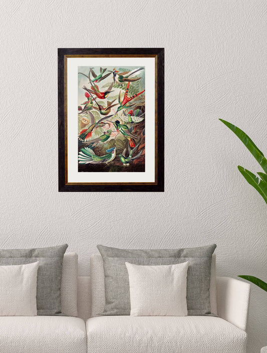 Buy c.1904 Haeckel Hummingbird Illustration in Sustainable Wood Frame