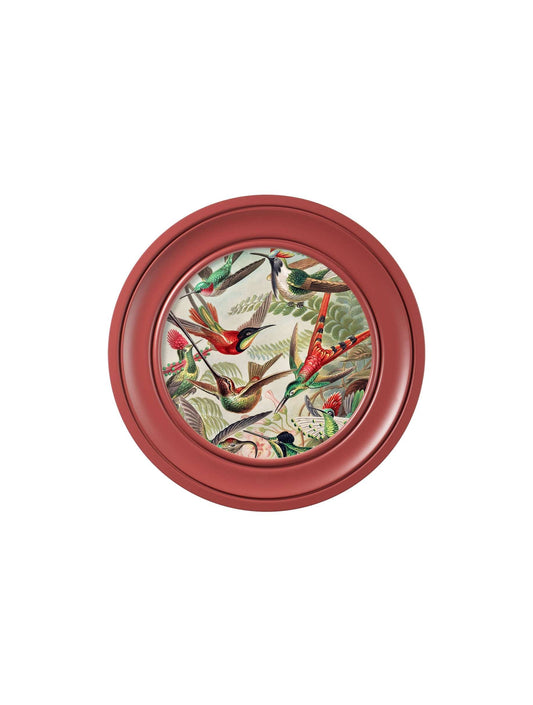 Buy c.1904 Haeckel Hummingbirds Red Frame framed print UK
